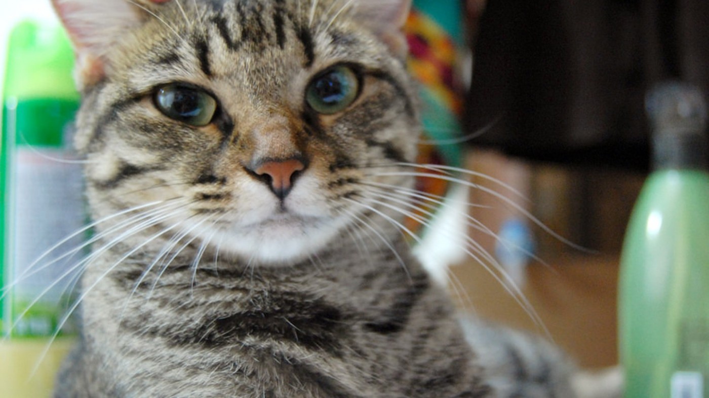 Mèo bị cấm nuôi trong một số căn hộ ở Singapore | © anaa yoo / Flickr