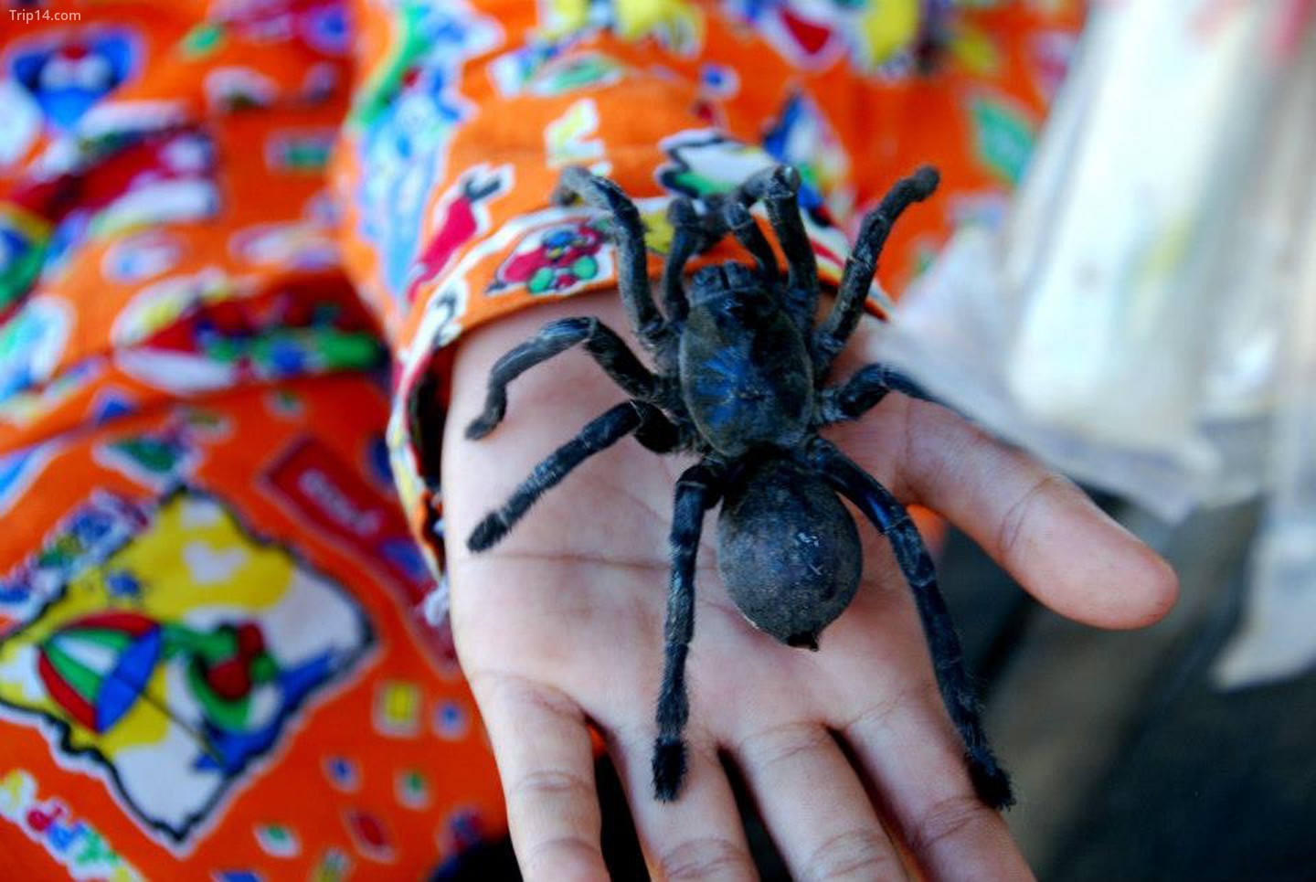 Một đứa trẻ cầm tarantula sống tại quầy hàng ở Skuon