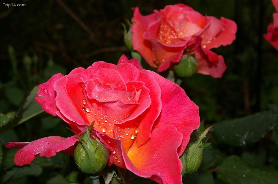Hoa hồng Albrecht Durer