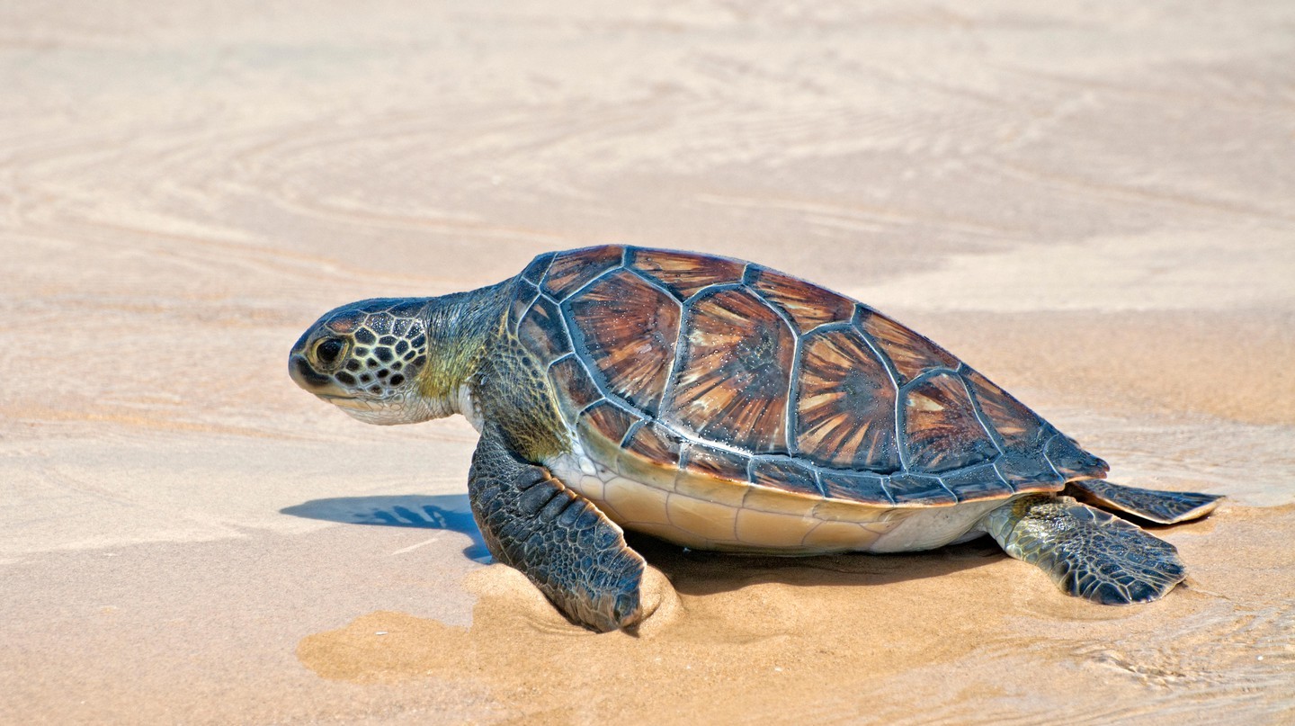 Rùa biển đang xây dựng nhiều tổ yến bãi biển hơn bình thường nhờ số lượng khách du lịch giảm trong mùa dịch | © Itsik Marom / Alamy Stock Photo