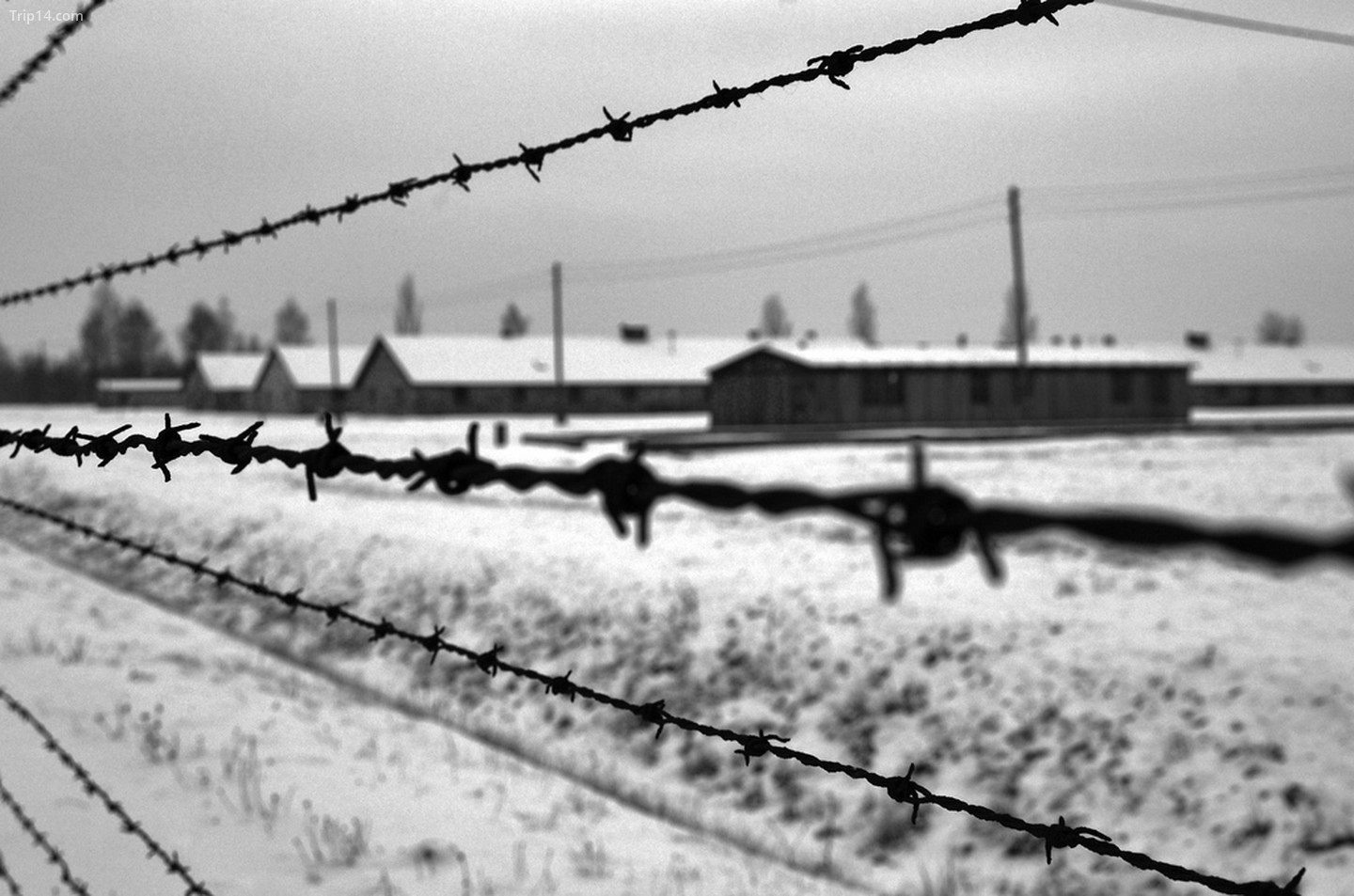 Auschwitz   |   