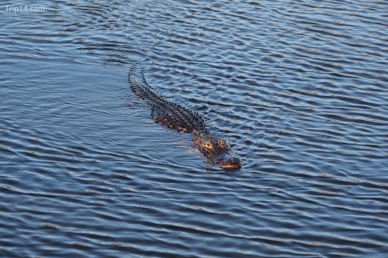 Cá sấu Mỹ, bơi bên đường mòn Anhinga ở Công viên quốc gia Everglades, Florida. - Trip14.com