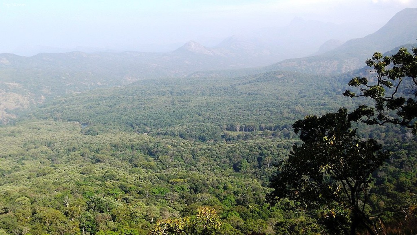 Đường mòn tự nhiên Khu bảo tồn hổ Anamalai