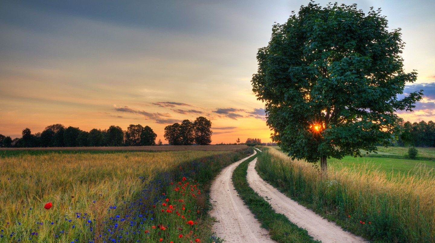 Cảnh quan mùa hè với con đường nông thôn và những cánh đồng lúa mì ở Masuria, Ba Lan | © ysuel / Shutterstock