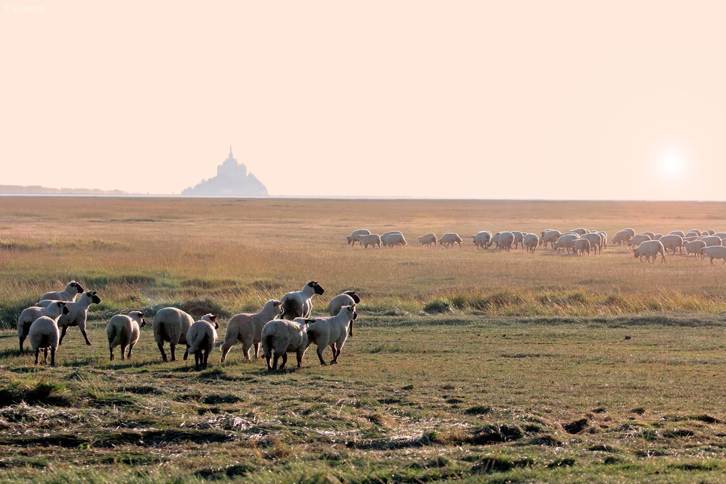 Đồng cỏ nhiễm mặn chăn thả cừu ở Le Gue-de-l'Epine