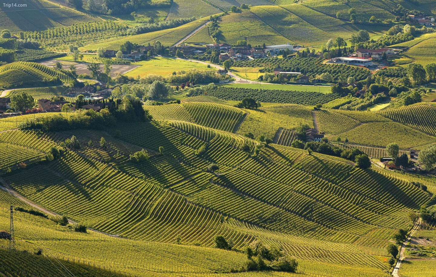 Vùng Piedmont của Ý sản xuất một số loại rượu vang đỏ ngon nhất của nước Ý