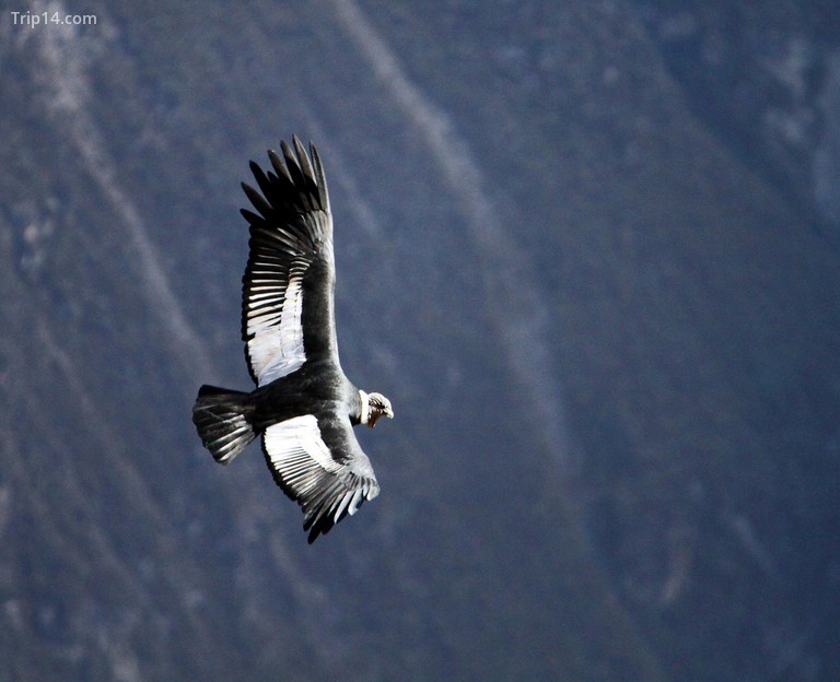 Chim quốc gia của Colombia: Thần ưng Andes © vil.sandi / Flickr