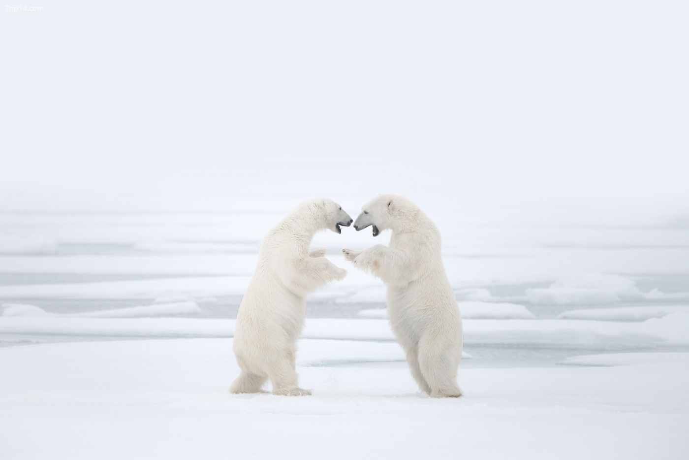 Ngày nay, gấu Bắc cực đang bị đe dọa do săn bắn và biến đổi khí hậu 
