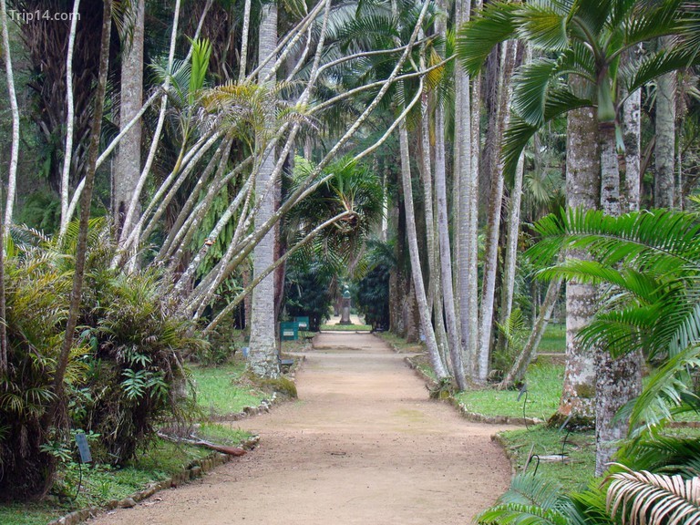 Vườn bách thảo Rio - Trip14.com