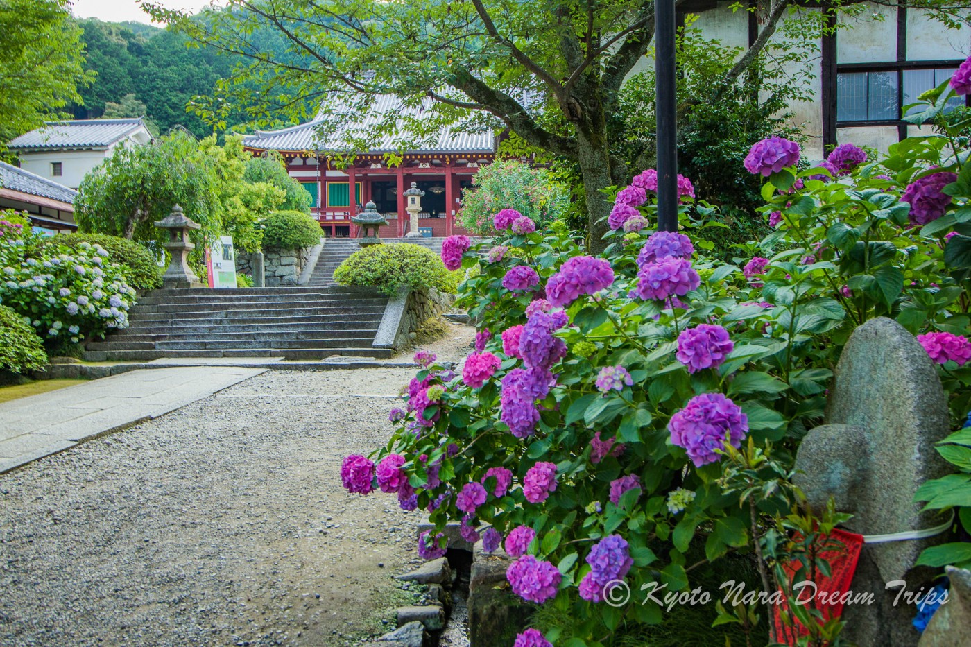 Ngắm hoa Cẩm Tú Cầu ở Kanagawa, Nhật Bản - Ảnh 4