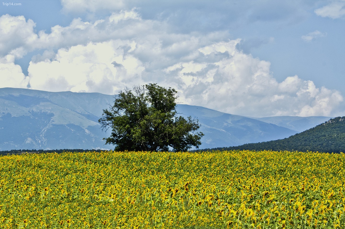 Cánh đồng hoa ở Prolom, Bulgaria 