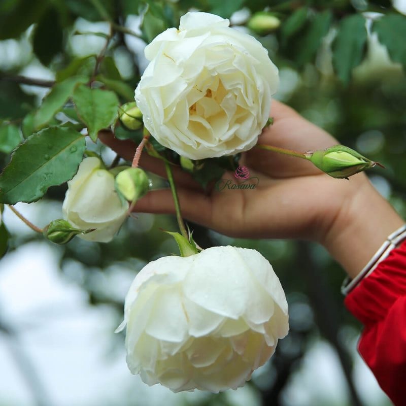 Hoa hồng trắng Bạch ho Việt Nam