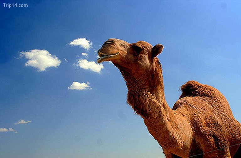'Jamal' bắt nguồn từ một ngôn ngữ 5.000 năm tuổi, hiện đã tuyệt chủng © ANGELOUX / Flickr