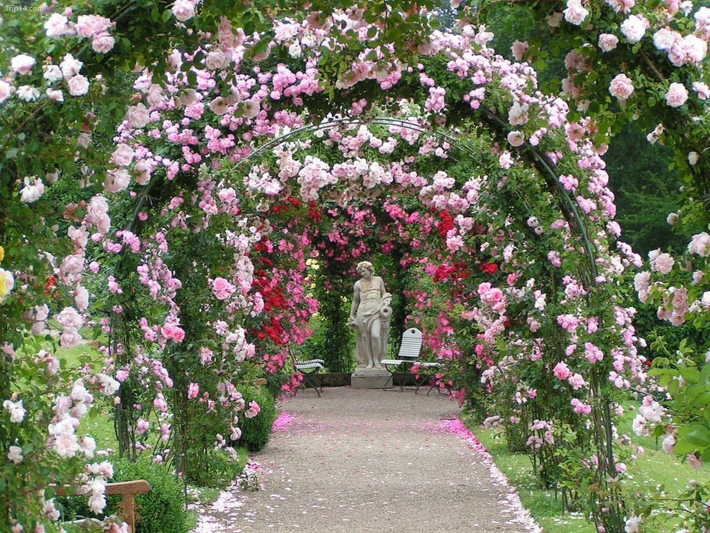 Vườn hồng ở Baden Baden