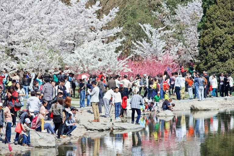 BEIJING-MARCH 30, 2014. Du khách thưởng thức lễ hội hoa anh đào Yuyugean. Nó thu hút du lịch trong nước cũng như quốc tế; sự nổi tiếng - Trip14.com