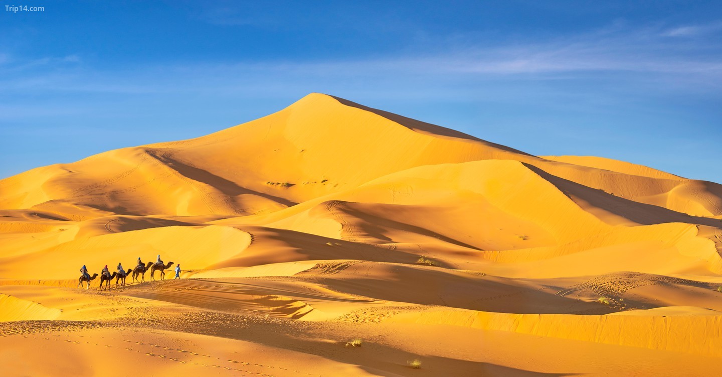 Cưỡi lạc đà trên sa mạc Sahara