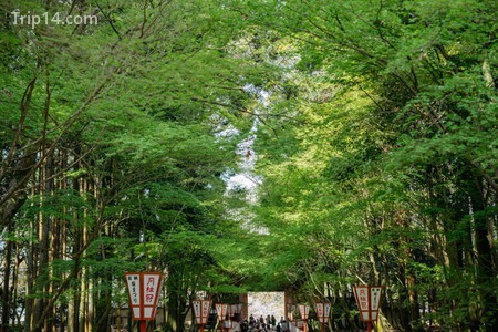 CHERRY BLOSSOM-DAIGOJI TEMPLE-KYOTO-JAPAN