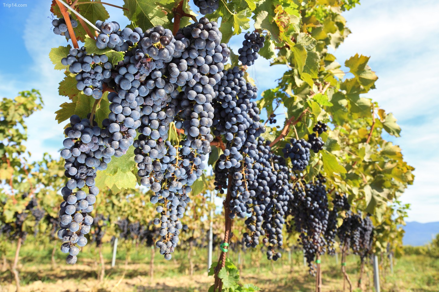 Tuscany là vùng sản xuất rượu vang lâu đời nhất của Ý