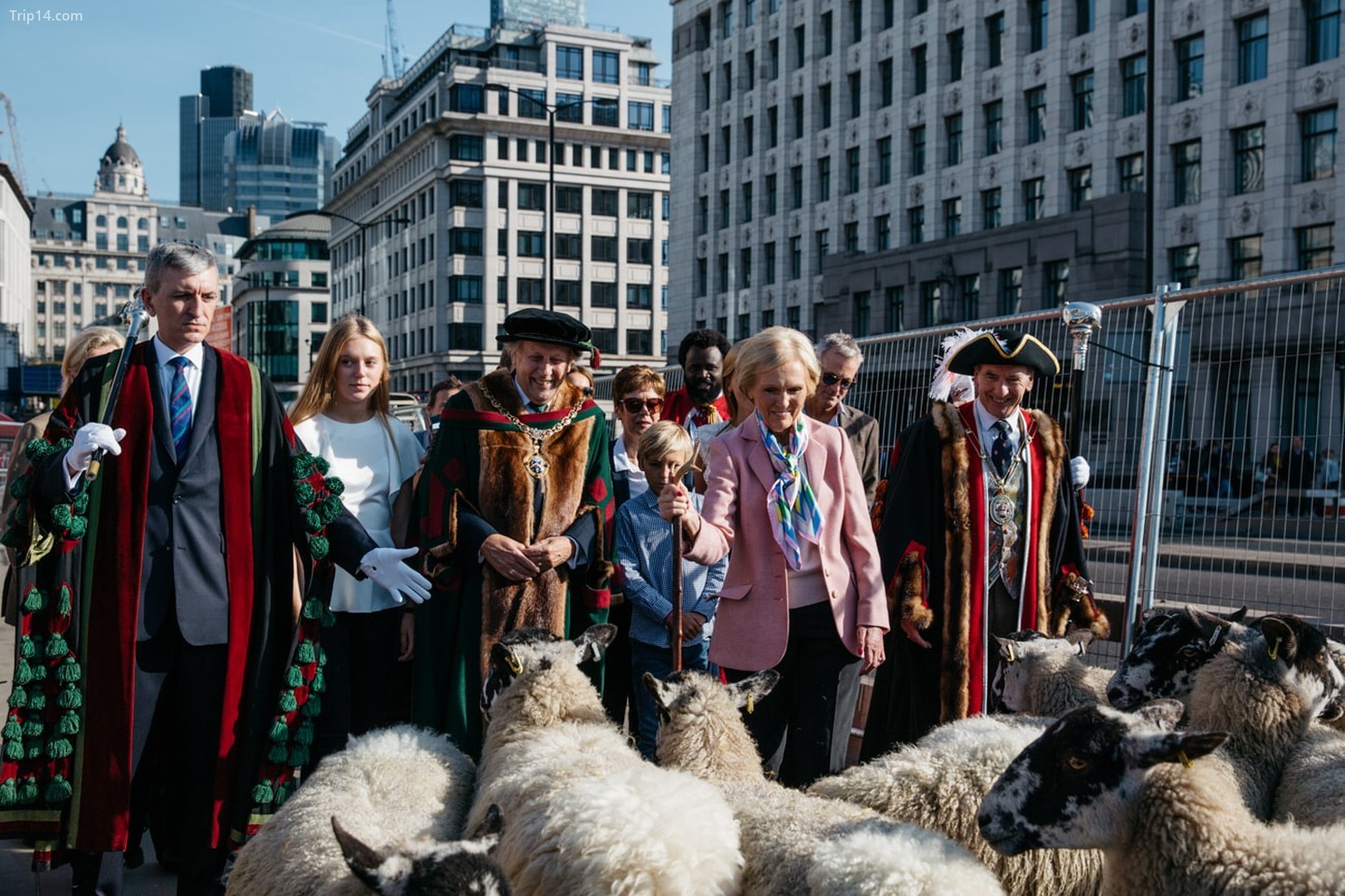 Ổ cừu hàng năm qua cầu London