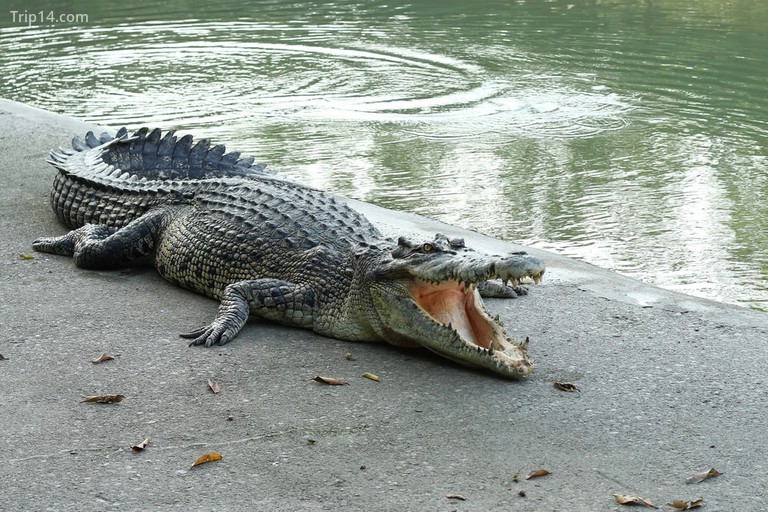 Cá sấu tại trang trại cá sấu ở Thái Lan - Trip14.com