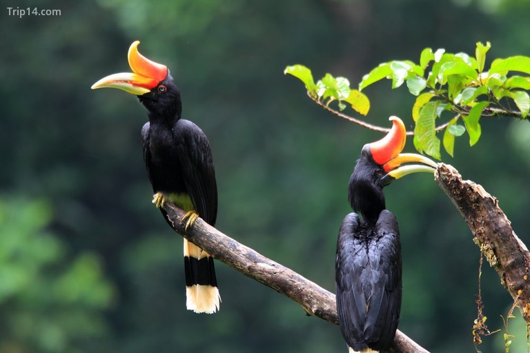 Một số người đến Sarawak để xem các loài động vật hoang dã như chim mỏ sừng, khỉ vòi và Orang utan © lông vũ / Shutterstock