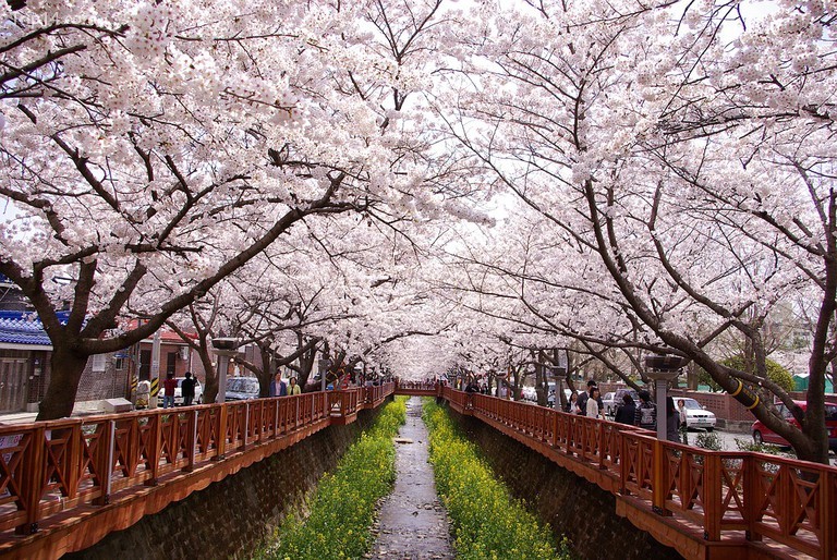 Kênh đào Gunhangje Mùa xuân Thành phố hoa anh đào Jinhae
