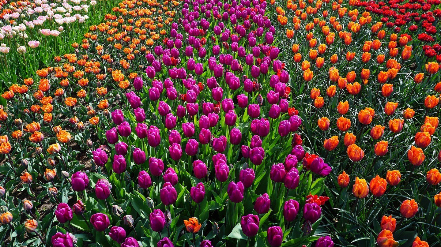 Cánh đồng hoa tulip Hà Lan | © Pixabay