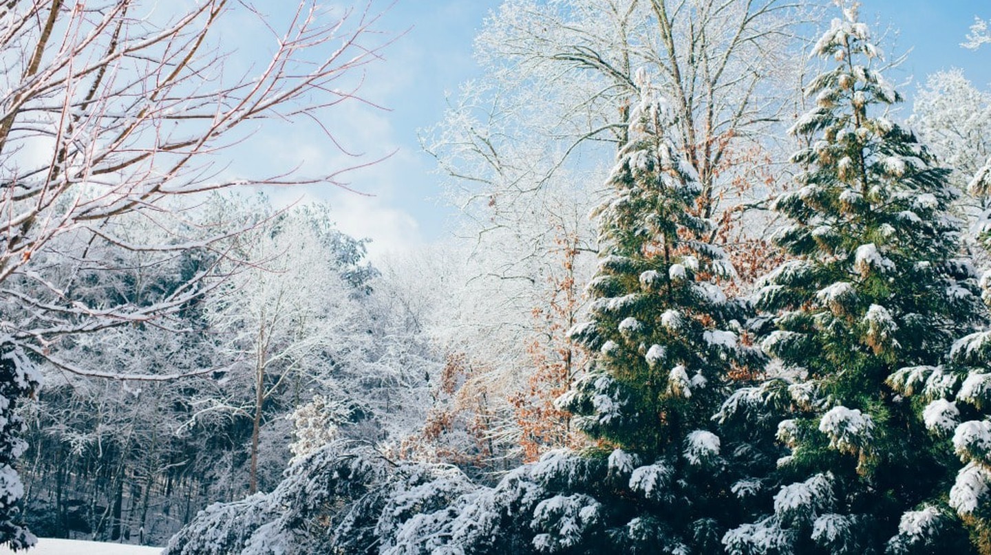 Tuyết | © Ian Schneider / Unsplash