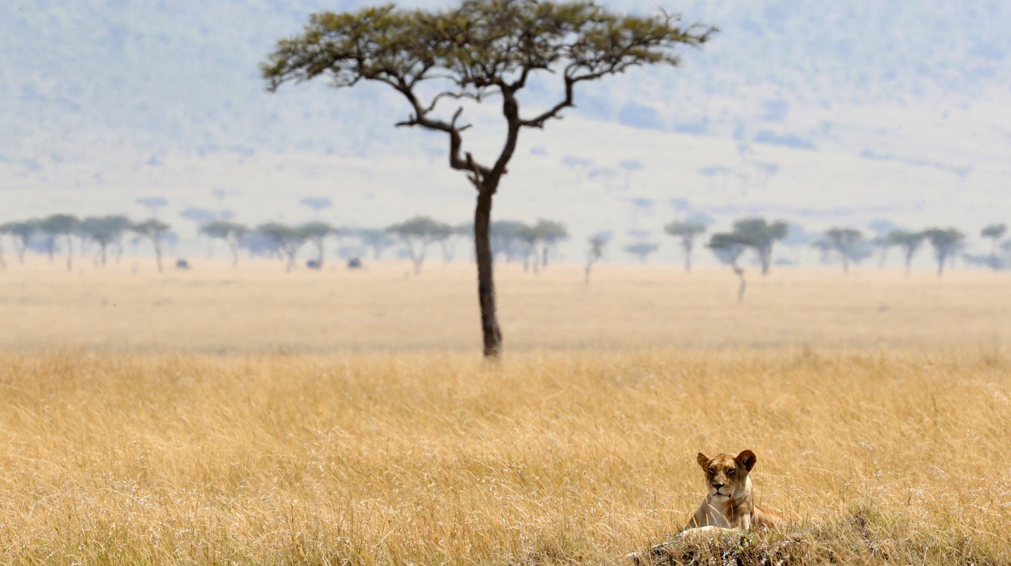 Sư tử tại Khu bảo tồn quốc gia Maasai Mara ở Kenya | © Godong / Universal Images Group via Getty Images