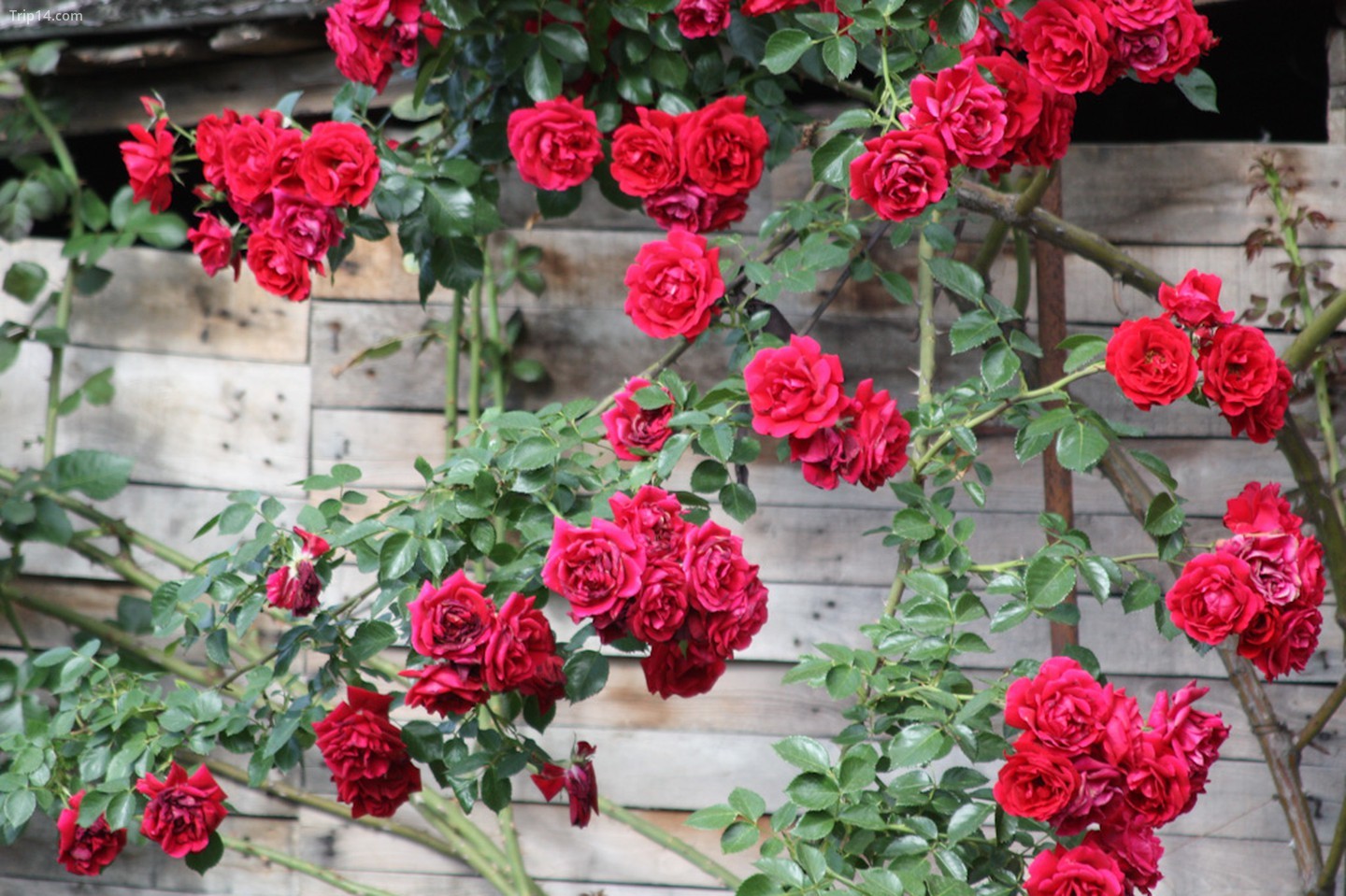  Hoa hồng ở Ruse, Bulgaria   |   