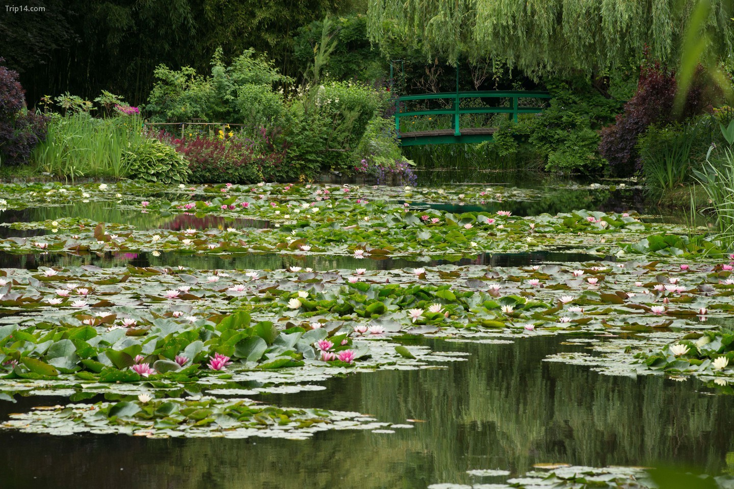 Khu vườn nước của Monet tại Giverny