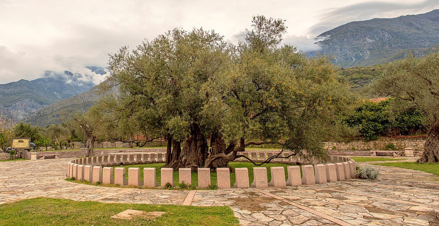 Thăm cây ô liu lâu đời nhất trên hành tinh