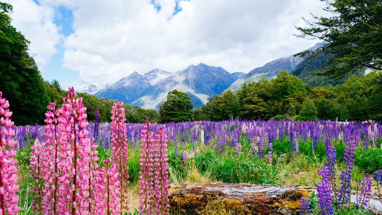 Cánh đồng hoa ở Vườn quốc gia Fiordland 