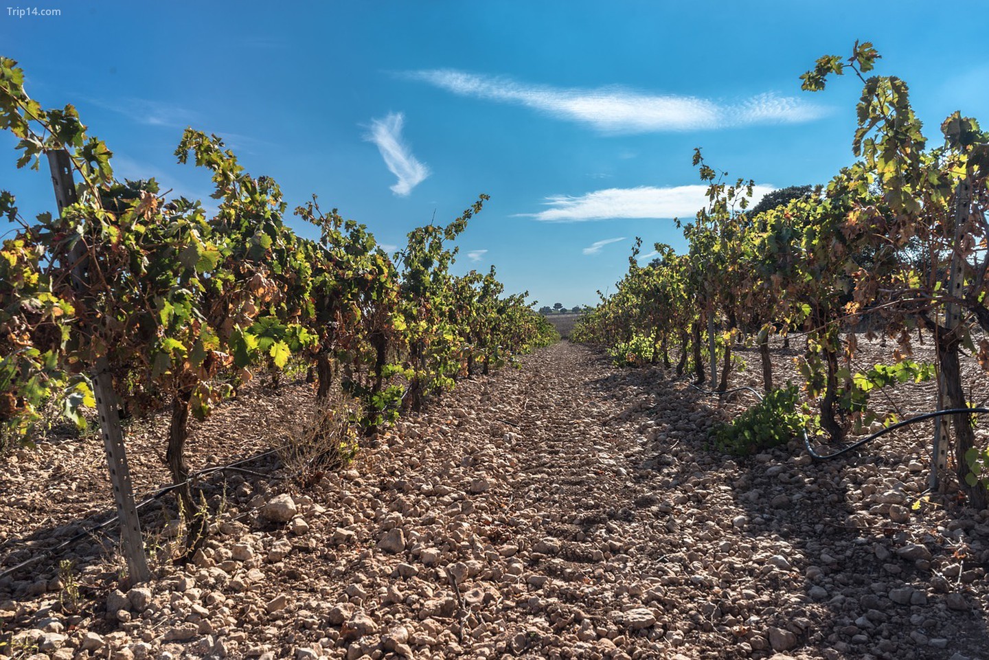 Ghé thăm nhà máy rượu Rioja, Priorat hoặc Cava