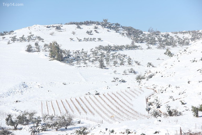 Tuyết ở miền bắc Israel bao phủ một vườn rượu Carlos Hagadol 