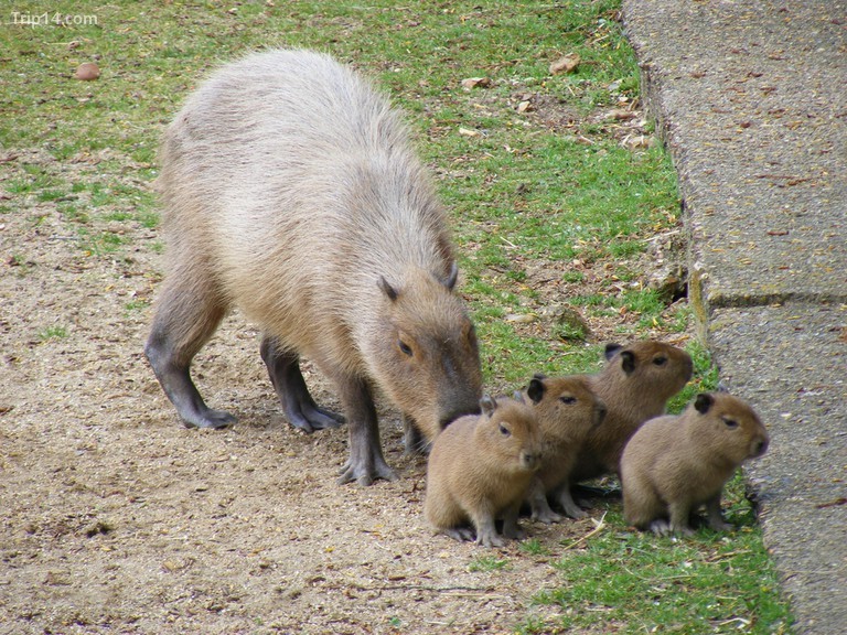 Capybara - Trip14.com