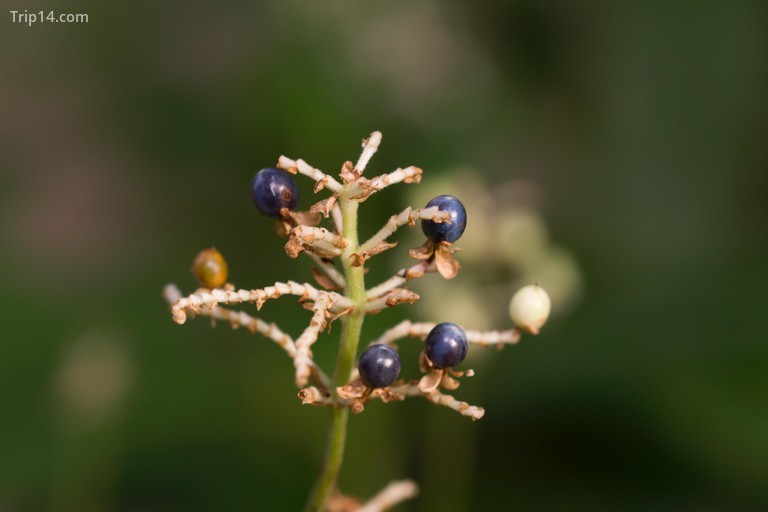 Pollia japonica còn được gọi là pollia Đông Á và Yabumyoga là một loài hoa lâu năm có nguồn gốc từ Đông Á