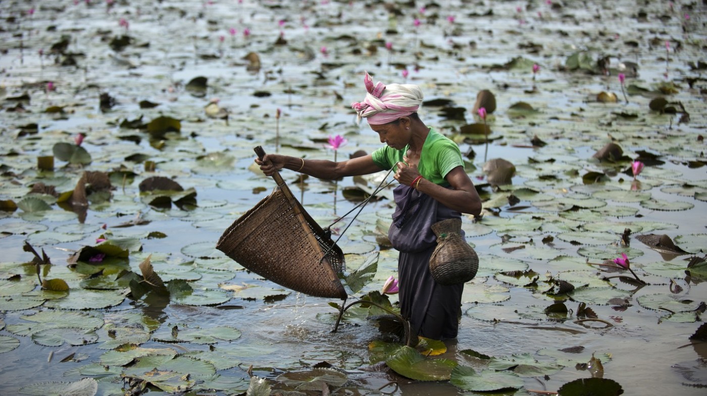 Một người phụ nữ sử dụng lưới giỏ hình xẻng để bắt cá giữa đầm, Assam, Ấn Độ
