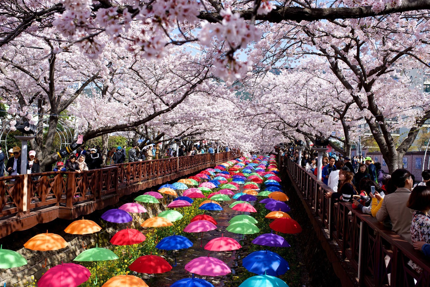  Lễ hội hoa anh đào Jinhae   |   