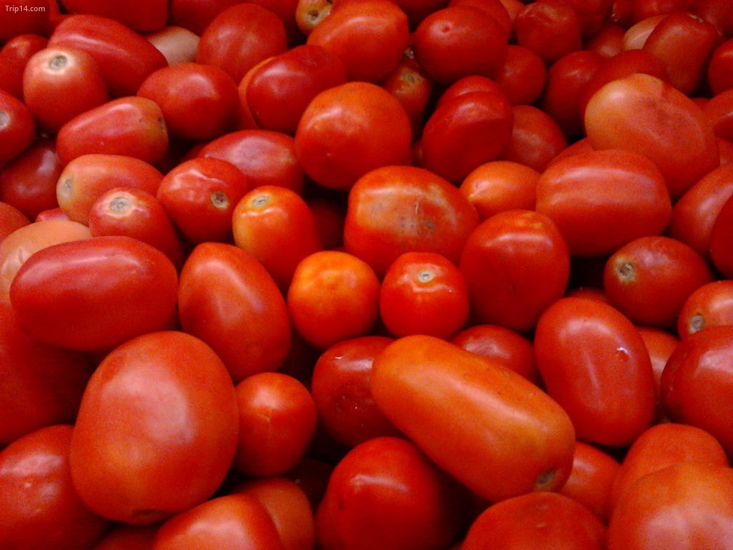 Cà chua Ấn Độ