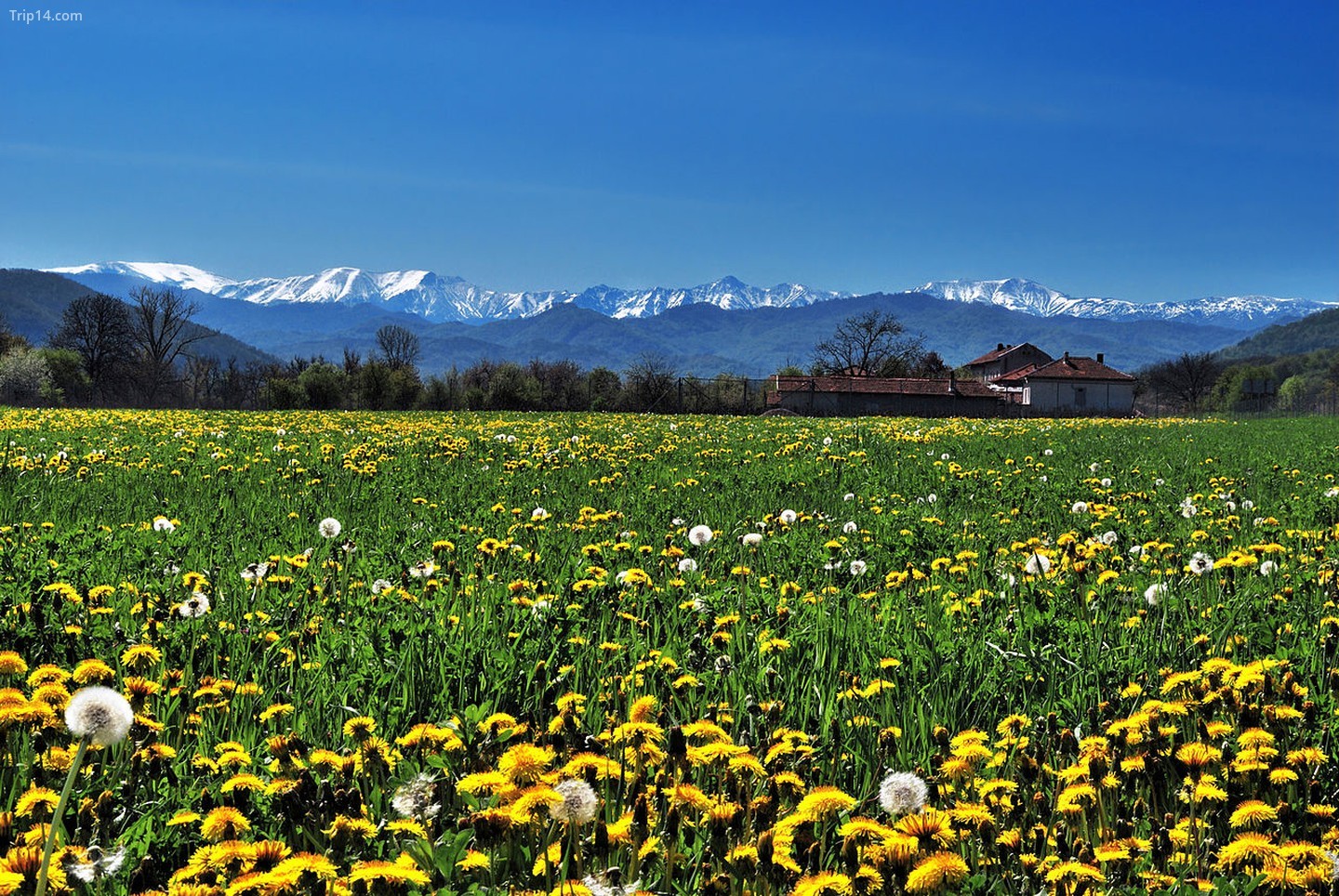 Cánh đồng hoa ở Vườn quốc gia Trung Balkan