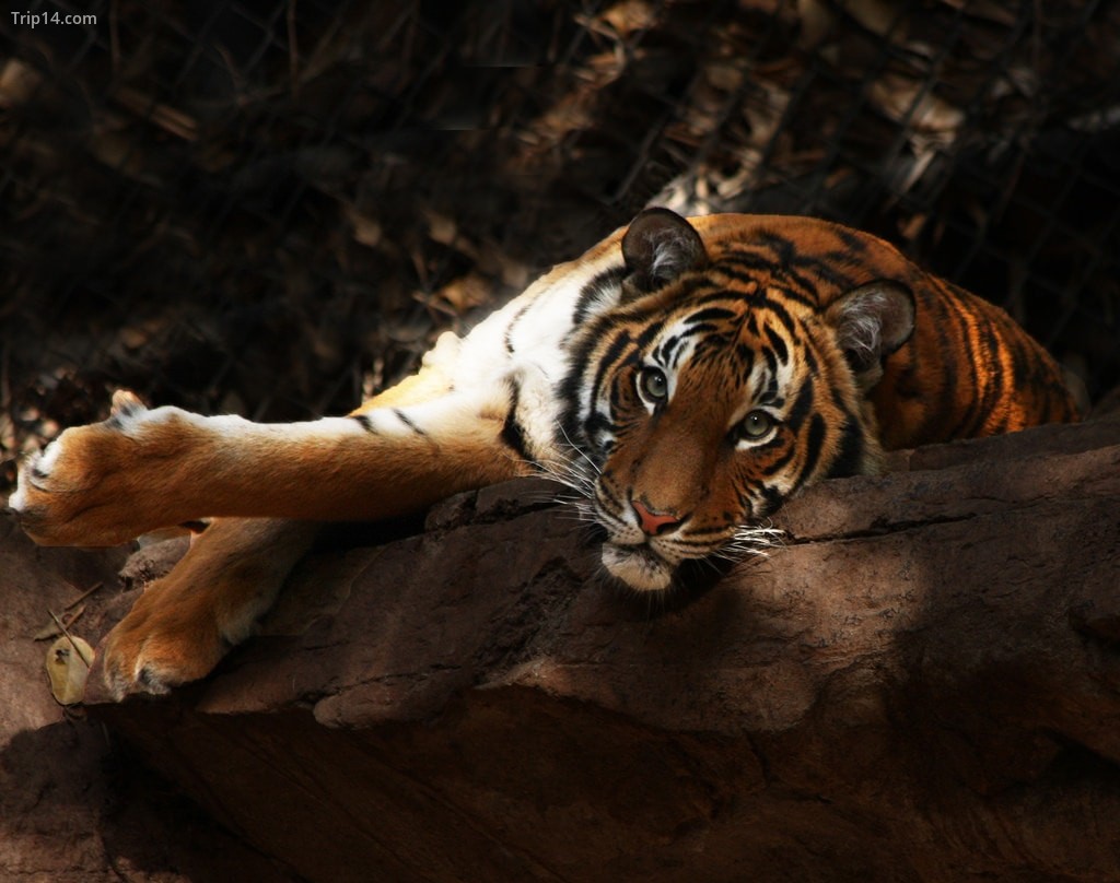 Hổ châu Á | © Rennett Stowe / Flickr - Trip14.com