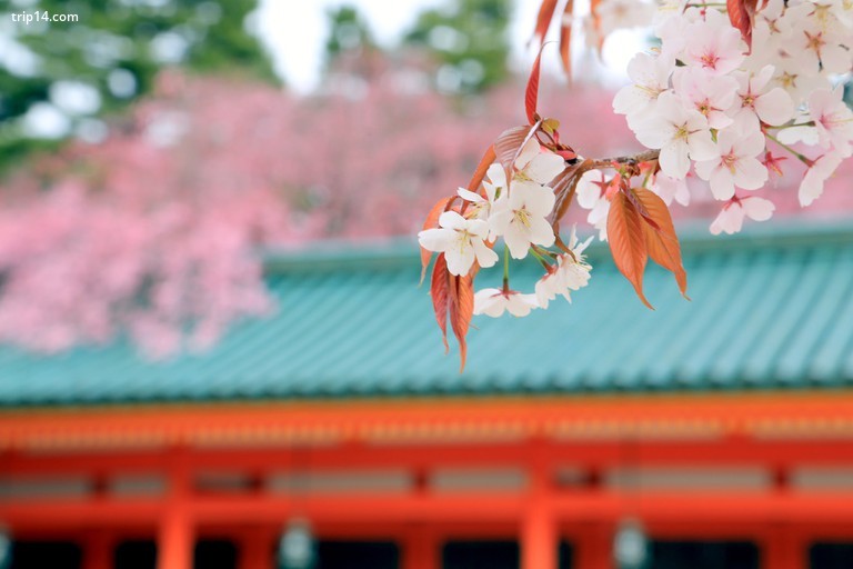 Đền Heian Jingu ở Kyoto - Trip14.com