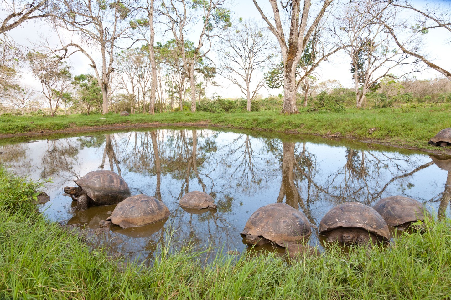 Rùa Galápagos