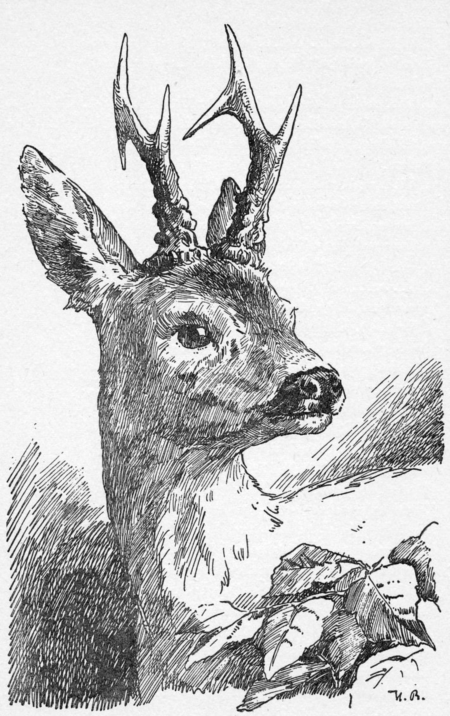  Hình minh họa năm 1940 của Hans Bertle về Bambi   |   