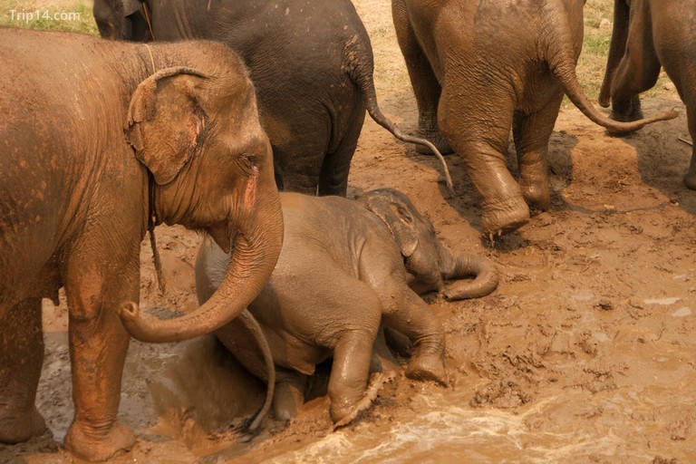 Khu bảo tồn voi voi - Trip14.com