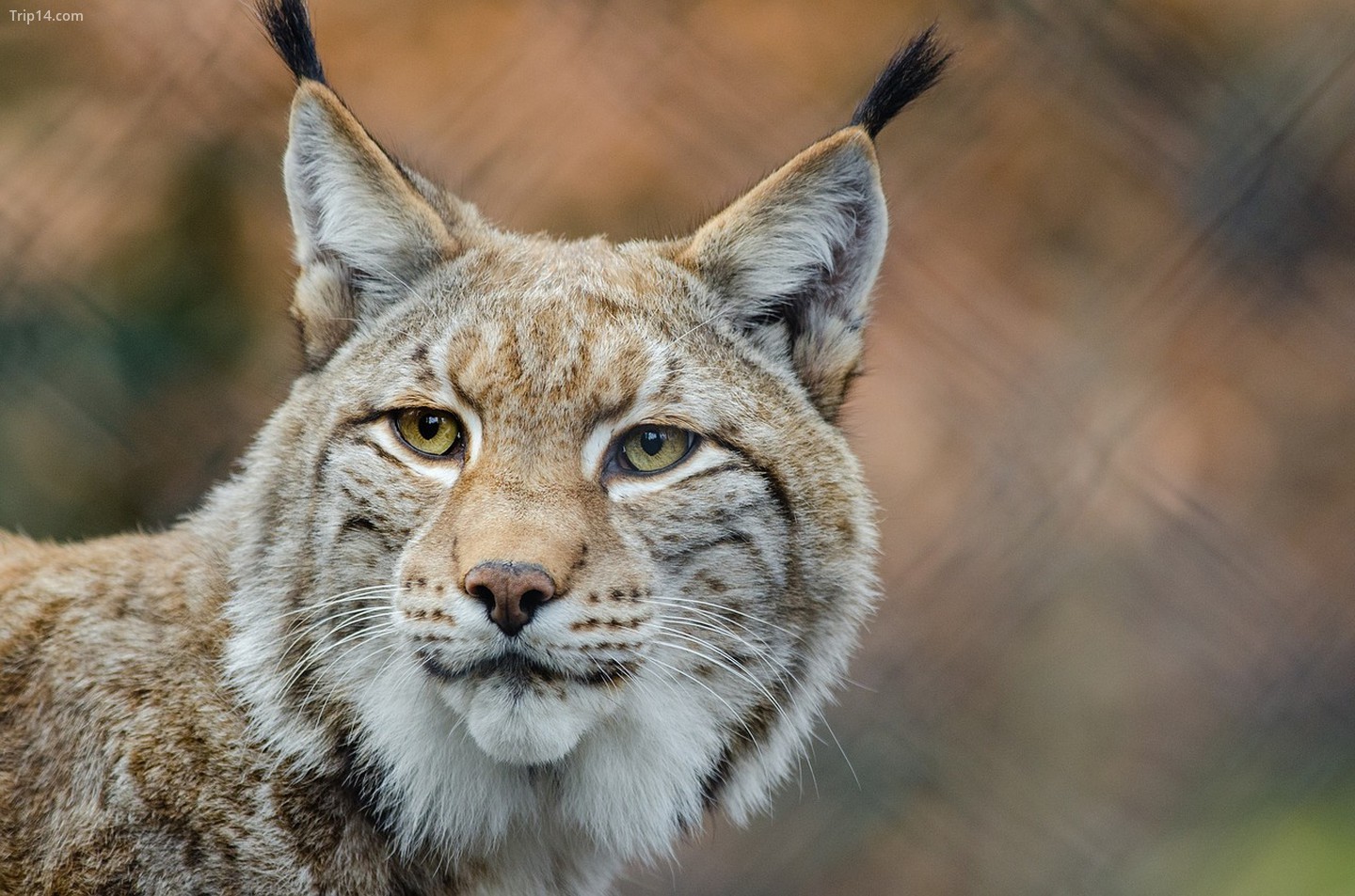 Lynx (Linh miêu Canada)