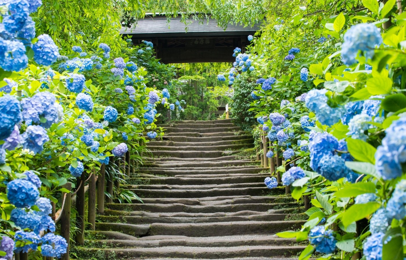 Ngắm hoa Cẩm Tú Cầu ở Kanagawa, Nhật Bản - Ảnh 6