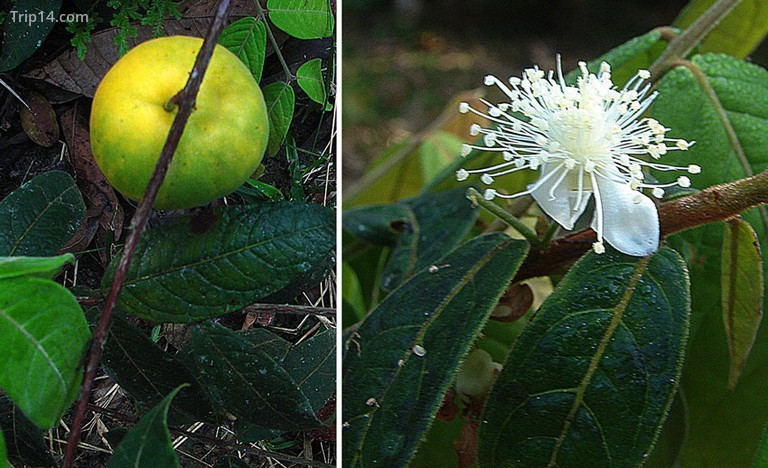 Trái cây Araza Colombia © Dick Culbert / Flickr© Dick Culbert / Flickr - Trip14.com