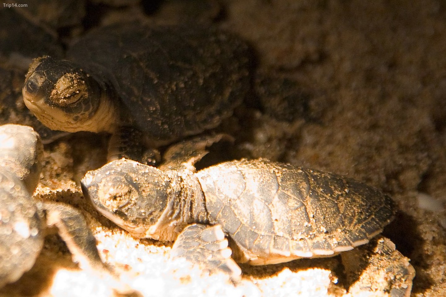 Rùa xanh di cư đến bãi biển Oman